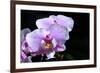 Orchid Flower-Orhan-Framed Photographic Print