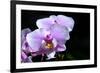 Orchid Flower-Orhan-Framed Photographic Print