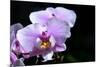 Orchid Flower-Orhan-Mounted Photographic Print