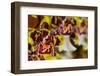 Orchid Flower-Orhan-Framed Photographic Print