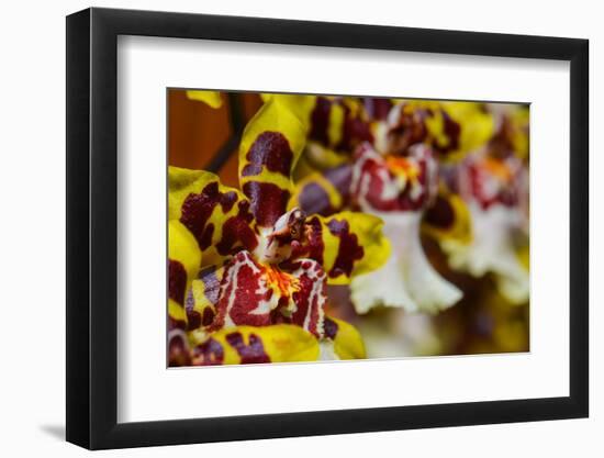 Orchid Flower-Orhan-Framed Photographic Print