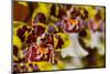 Orchid Flower-Orhan-Mounted Photographic Print