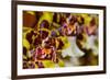 Orchid Flower-Orhan-Framed Photographic Print