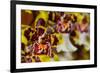 Orchid Flower-Orhan-Framed Photographic Print