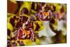 Orchid Flower-Orhan-Mounted Photographic Print