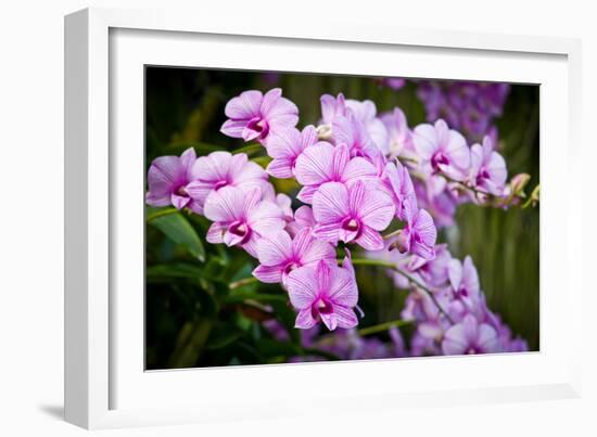 Orchid Flower-parinyabinsuk-Framed Photographic Print