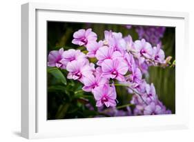 Orchid Flower-parinyabinsuk-Framed Photographic Print