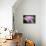 Orchid Flower-parinyabinsuk-Mounted Photographic Print displayed on a wall