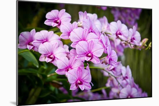 Orchid Flower-parinyabinsuk-Mounted Photographic Print