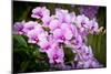Orchid Flower-parinyabinsuk-Mounted Photographic Print
