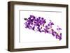 Orchid Flower-Butterfly hunters-Framed Photographic Print