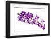 Orchid Flower-Butterfly hunters-Framed Photographic Print