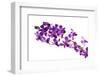 Orchid Flower-Butterfly hunters-Framed Photographic Print