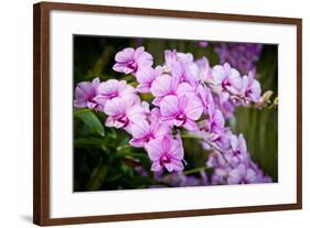 Orchid Flower-parinyabinsuk-Framed Photographic Print