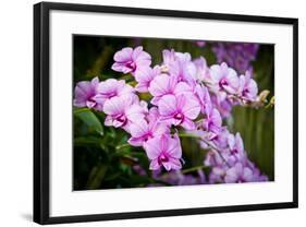 Orchid Flower-parinyabinsuk-Framed Photographic Print