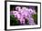 Orchid Flower-parinyabinsuk-Framed Photographic Print