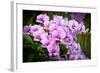 Orchid Flower-parinyabinsuk-Framed Photographic Print