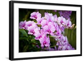 Orchid Flower-parinyabinsuk-Framed Photographic Print
