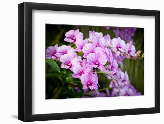 Orchid Flower-parinyabinsuk-Framed Photographic Print