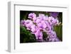 Orchid Flower-parinyabinsuk-Framed Photographic Print