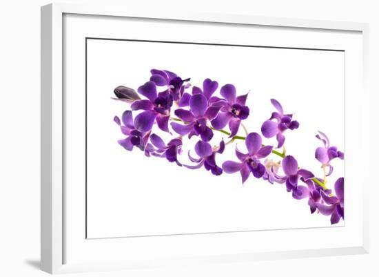 Orchid Flower-Butterfly hunters-Framed Photographic Print