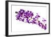 Orchid Flower-Butterfly hunters-Framed Photographic Print