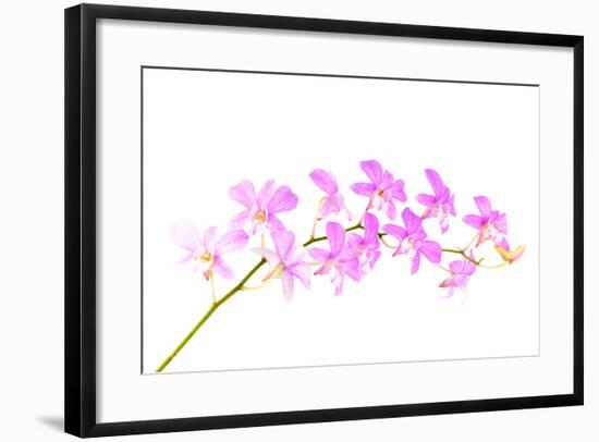 Orchid Flower-Butterfly hunters-Framed Photographic Print