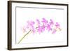 Orchid Flower-Butterfly hunters-Framed Photographic Print