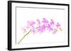 Orchid Flower-Butterfly hunters-Framed Photographic Print