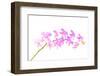 Orchid Flower-Butterfly hunters-Framed Photographic Print