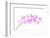 Orchid Flower-Butterfly hunters-Framed Photographic Print