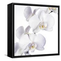 Orchid Flowers-Johnny Greig-Framed Stretched Canvas