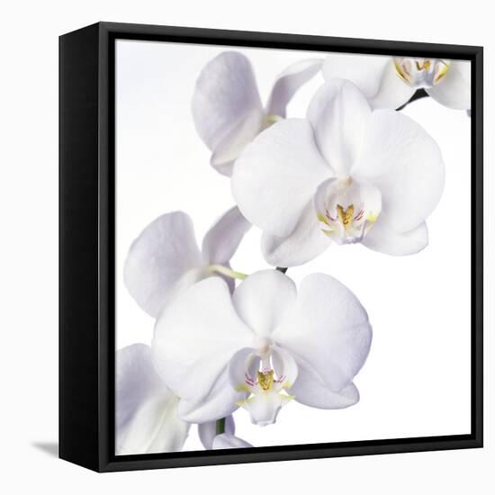 Orchid Flowers-Johnny Greig-Framed Stretched Canvas
