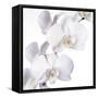 Orchid Flowers-Johnny Greig-Framed Stretched Canvas