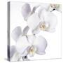 Orchid Flowers-Johnny Greig-Stretched Canvas