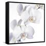 Orchid Flowers-Johnny Greig-Framed Stretched Canvas