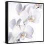 Orchid Flowers-Johnny Greig-Framed Stretched Canvas