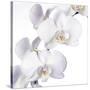 Orchid Flowers-Johnny Greig-Stretched Canvas