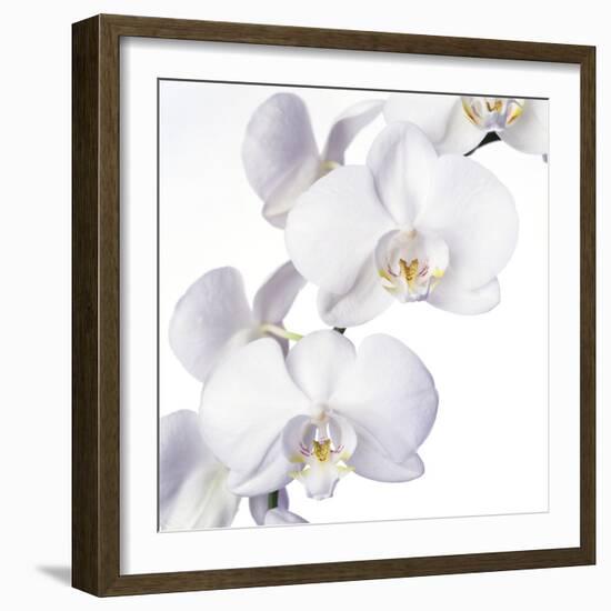 Orchid Flowers-Johnny Greig-Framed Premium Photographic Print