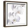 Orchid Flowers-Johnny Greig-Framed Premium Photographic Print