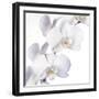 Orchid Flowers-Johnny Greig-Framed Premium Photographic Print