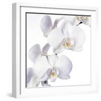 Orchid Flowers-Johnny Greig-Framed Premium Photographic Print