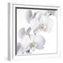 Orchid Flowers-Johnny Greig-Framed Premium Photographic Print