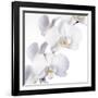 Orchid Flowers-Johnny Greig-Framed Photographic Print