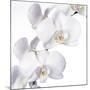 Orchid Flowers-Johnny Greig-Mounted Photographic Print