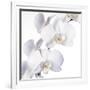 Orchid Flowers-Johnny Greig-Framed Photographic Print