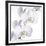 Orchid Flowers-Johnny Greig-Framed Photographic Print