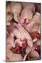 Orchid I-Karyn Millet-Mounted Photographic Print