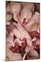 Orchid I-Karyn Millet-Mounted Photographic Print