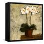 Orchid I-Bagnato Judi-Framed Stretched Canvas